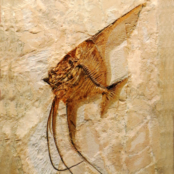 Museo dei Fossili di Bolca