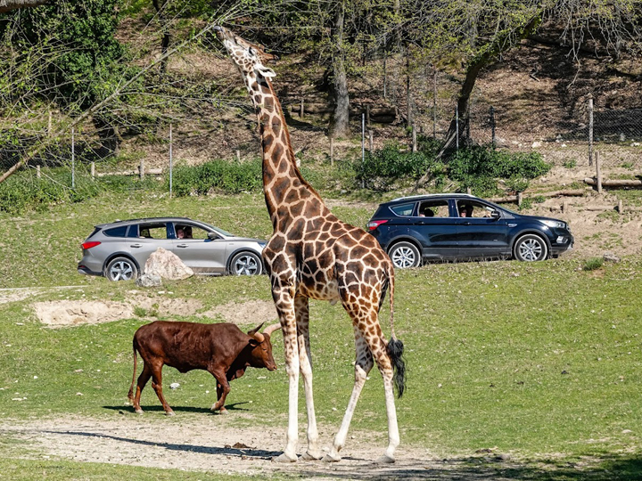 Parco Natura Viva verona