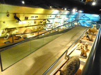 MUSEO DI STORIA NATURALE verona