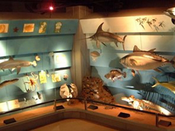 MUSEO DI STORIA NATURALE verona