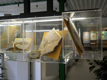 MUSEO DEI FOSSILI di BOLCA