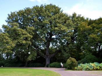 PARCO GIARDINO SIGURTA' valeggio verona