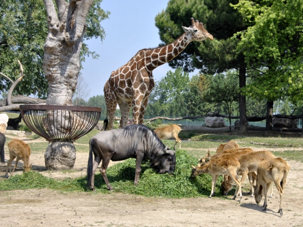 verona zoo safari park