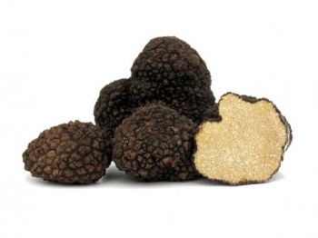 TARTUFO ESTIVO o SCORZONE