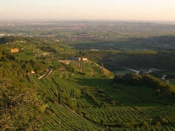 VIGNETI IN VALPOLICELLA